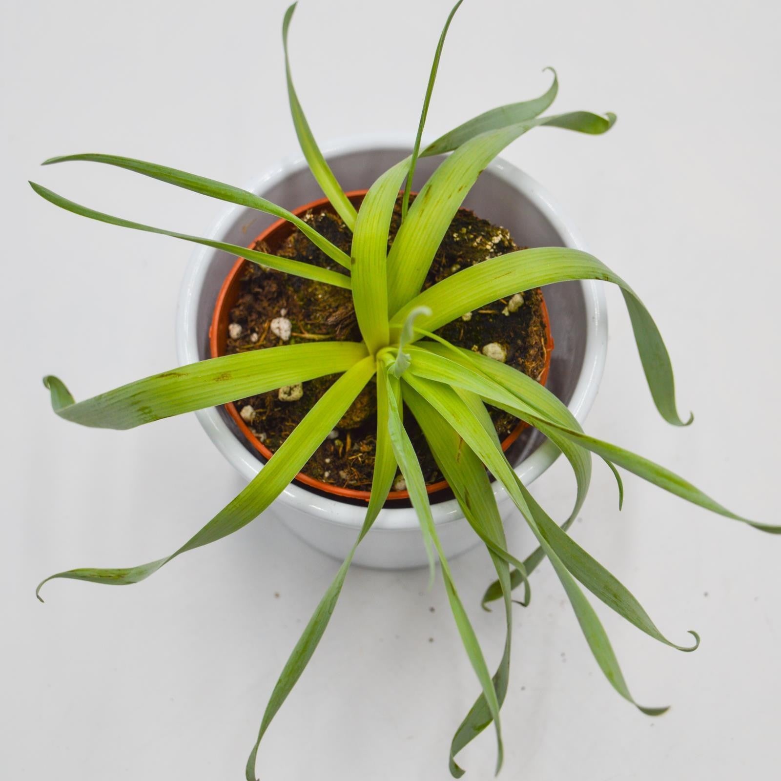 pasiora-cyrtanthus-spiralis-sukkulente-rarit-t-8-5-cm-topf image 4
