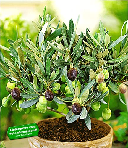 baldur-garten-olivenbaum-olea-europaea-im-12-cm-topf image 4