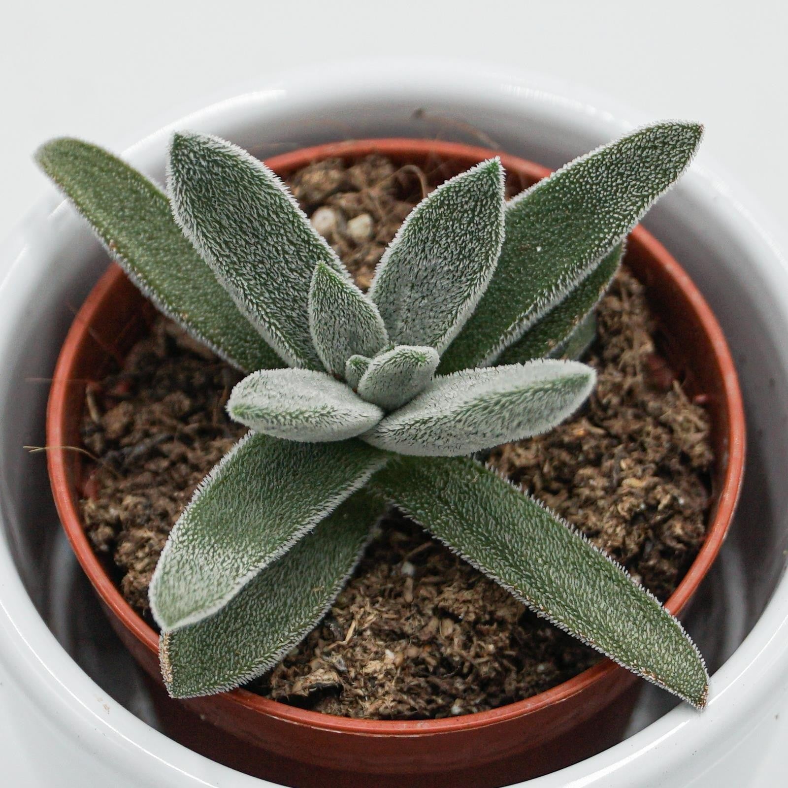 pasiora-crassula-mesembryanthemoides-tenelli-6cm-topf image 3