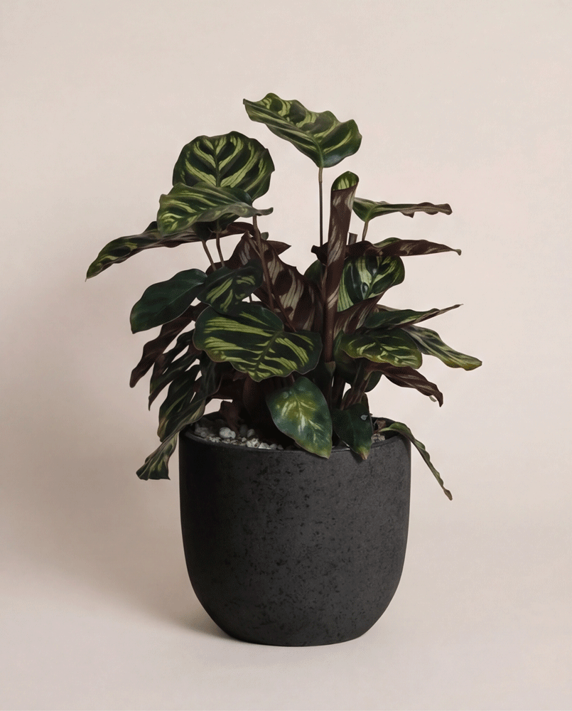 feey-kleine-calathea-makoyana-pfauen-korbmarante-zimmerpflanze image 6