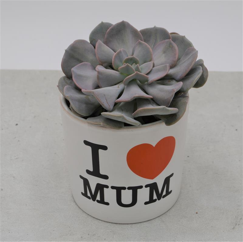 pasiora-i-love-mom-bertopf-geschenk-topf-f-r-sukkulenten image 3