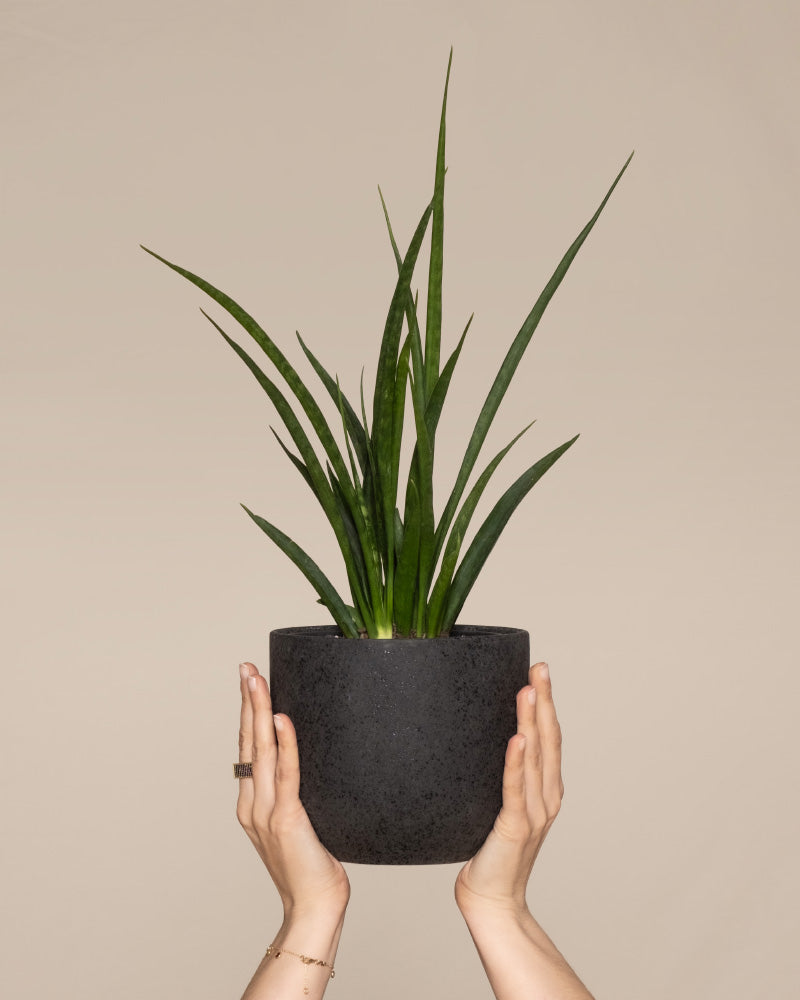 feey-sansevieria-friends-zimmerpflanze-im-14-cm-topf image 1