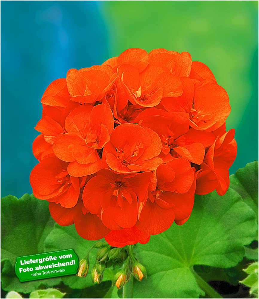 baldur-garten-balkon-geranie-mandarin-3-pflanzen-pelargonium-zonale image 1