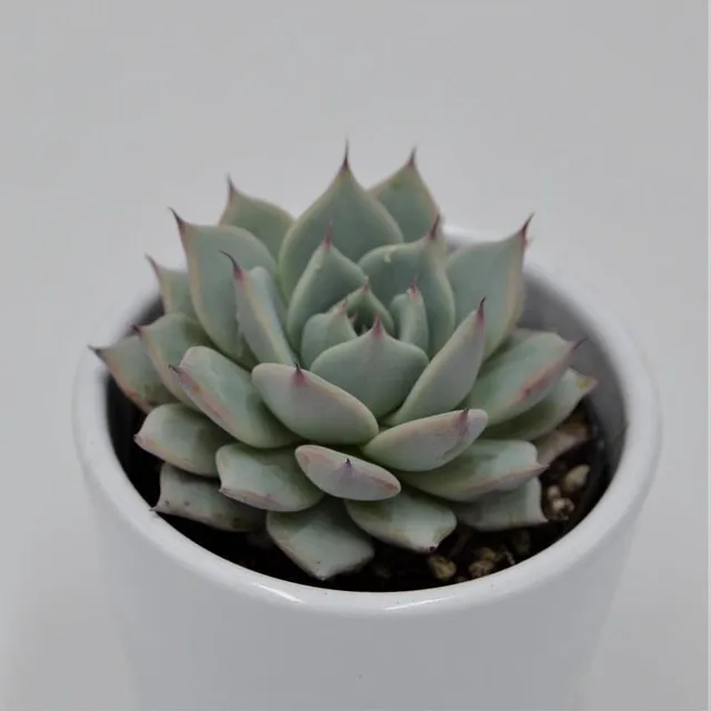 pasiora-echeveria-colorata-sukkulente-6-cm-topf image 1