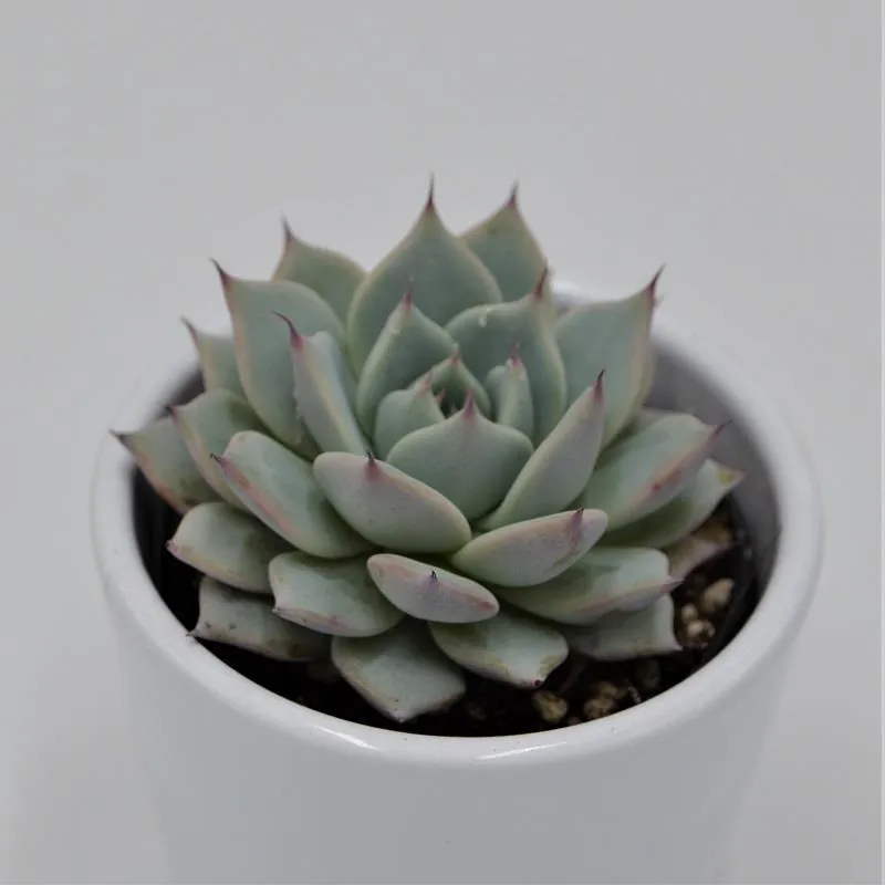 pasiora-echeveria-colorata-sukkulente-6-cm-topf image 1
