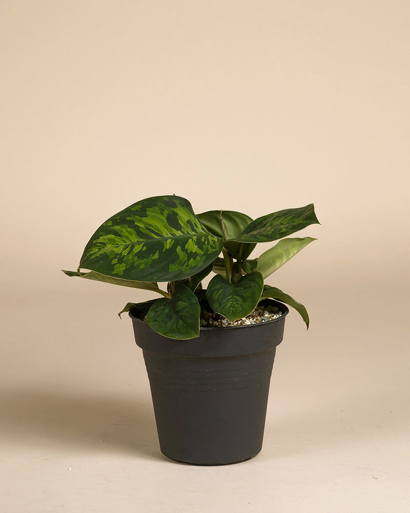 feey-homalomena-camouflage-zimmerpflanze image 3