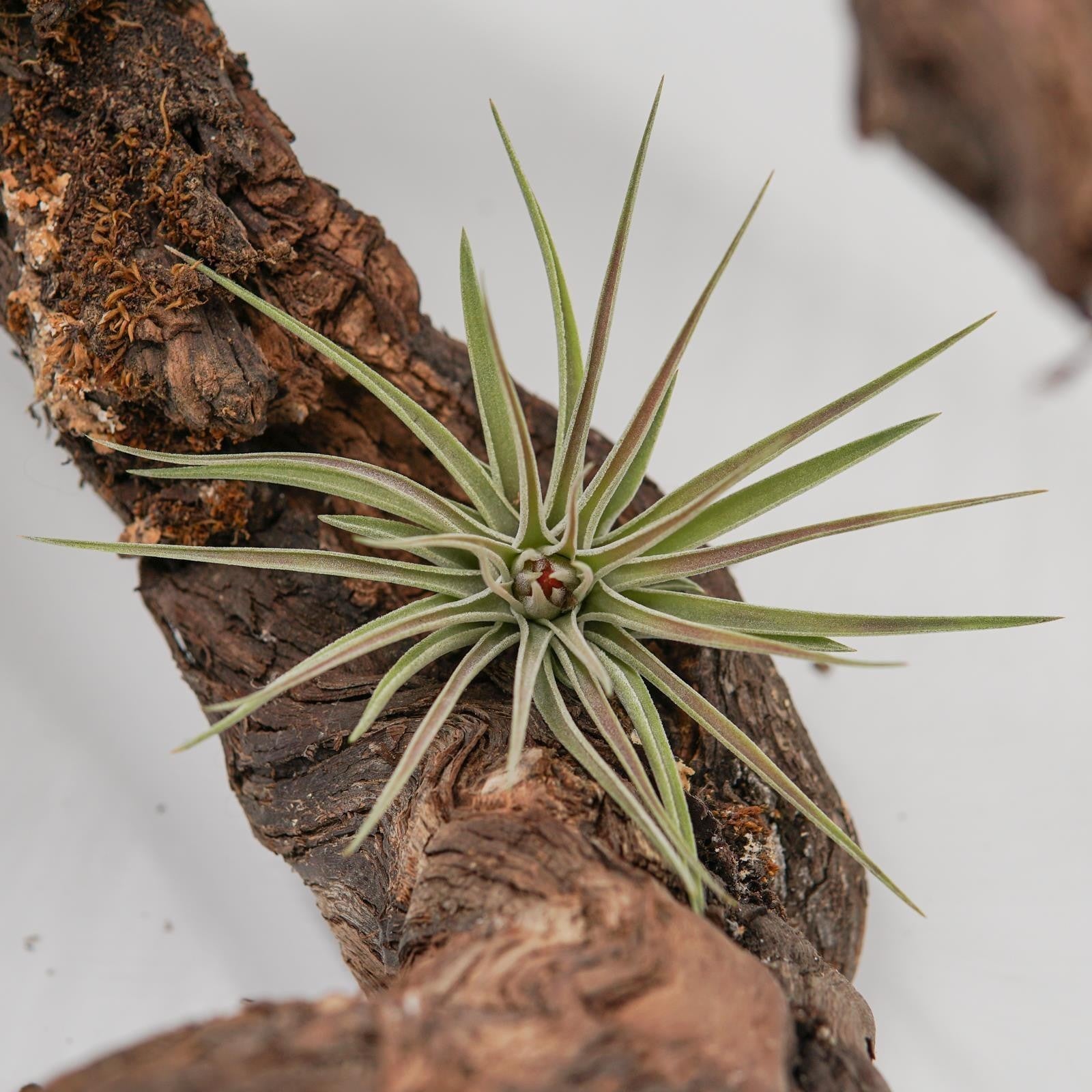 pasiora-tillandsia-kammii-luftpflanze-bromelie image 3