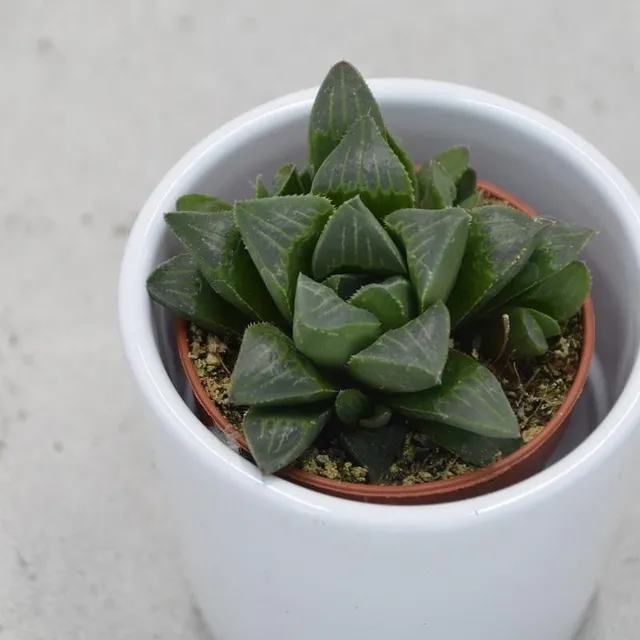 pasiora-haworthia-retusa-fenstersukkulente-6cm-topf image 1