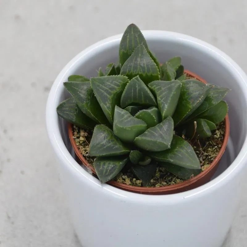 pasiora-haworthia-retusa-fenstersukkulente-6cm-topf image 1