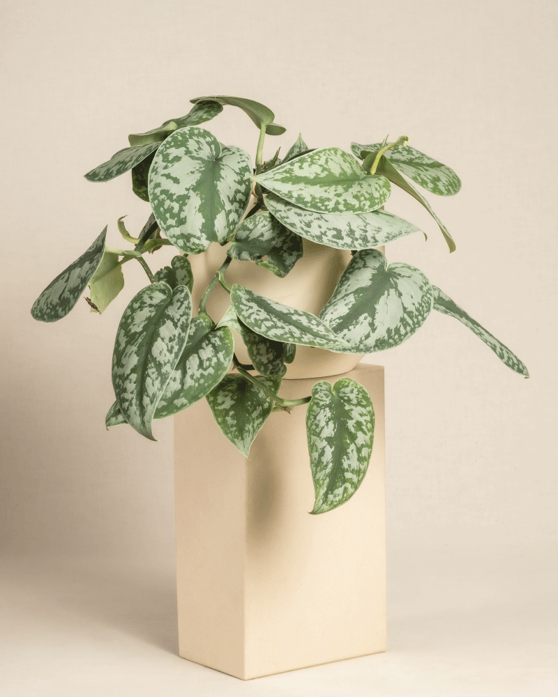 feey-gro-e-silbrige-efeutute-scindapsus-pictus-trebie-h-ngepflanze image 8