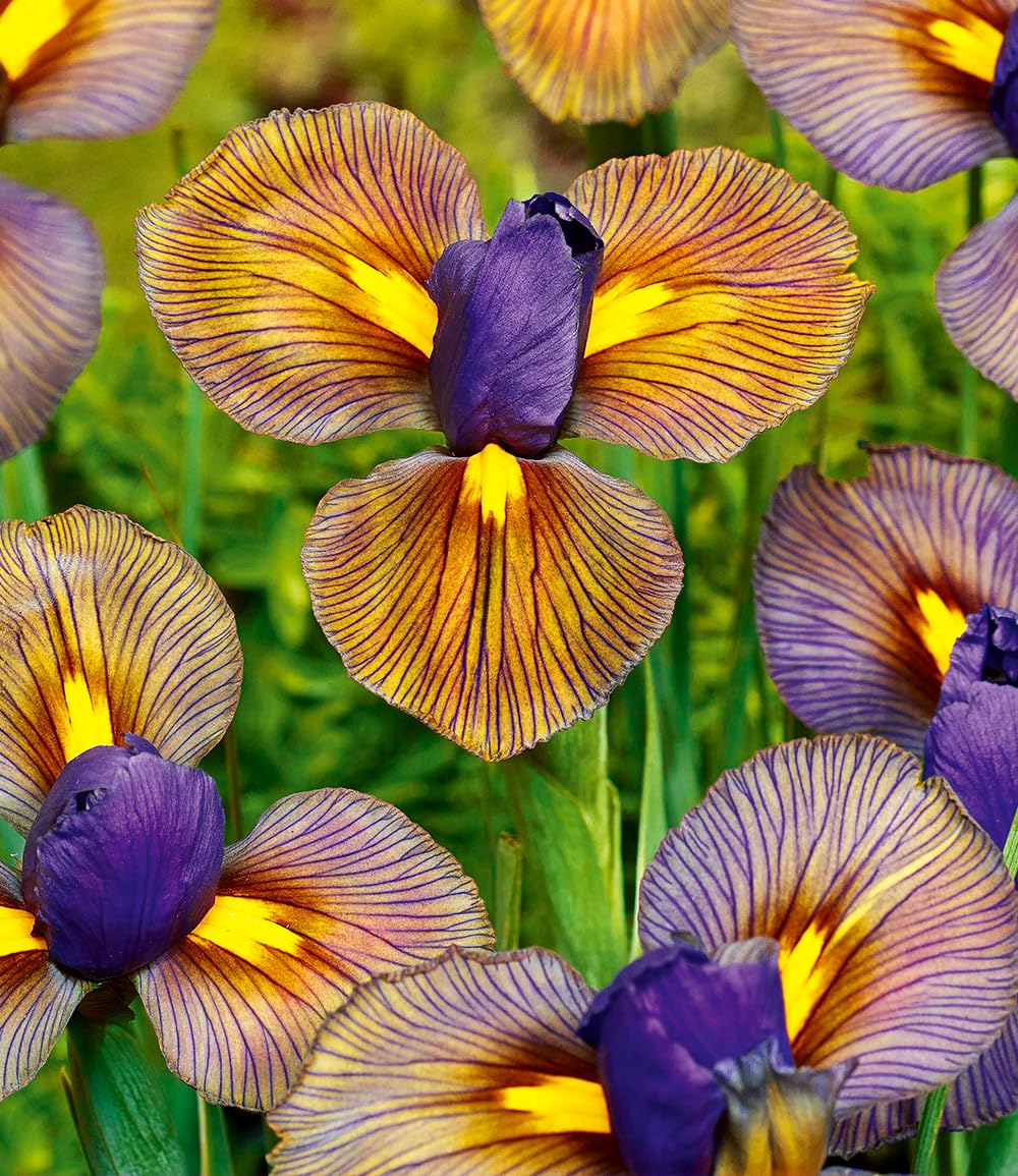 baldur-garten-12x-iris-eye-of-the-tiger-blumenzwiebeln-gr-e-i image 3