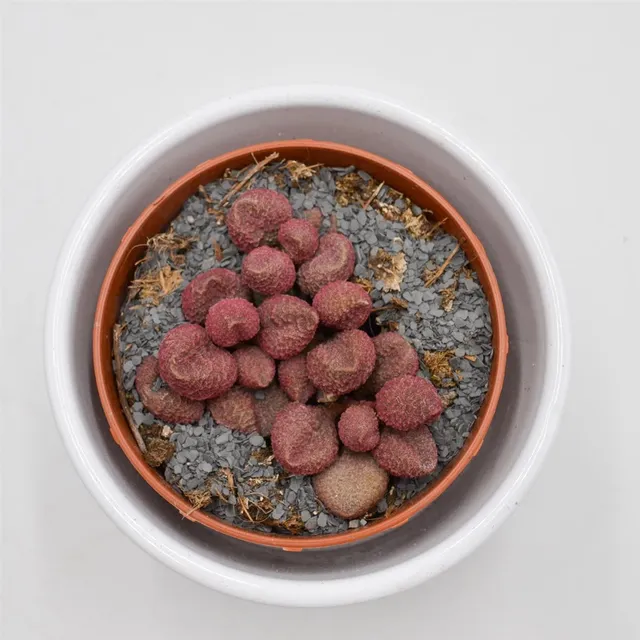 pasiora-adromischus-marianiae-red-coral-8-5cm-sukkulente image 1
