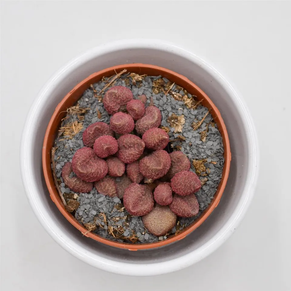 pasiora-adromischus-marianiae-red-coral-8-5cm-sukkulente image 1