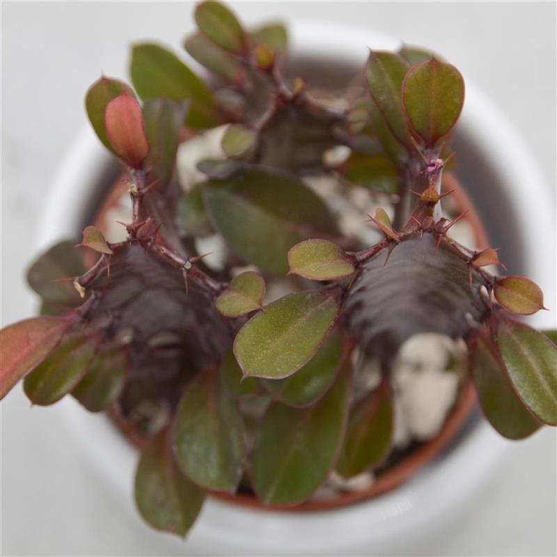 pasiora-euphorbia-trigona-rubra-sukkulente-5-5-cm-topf image 1