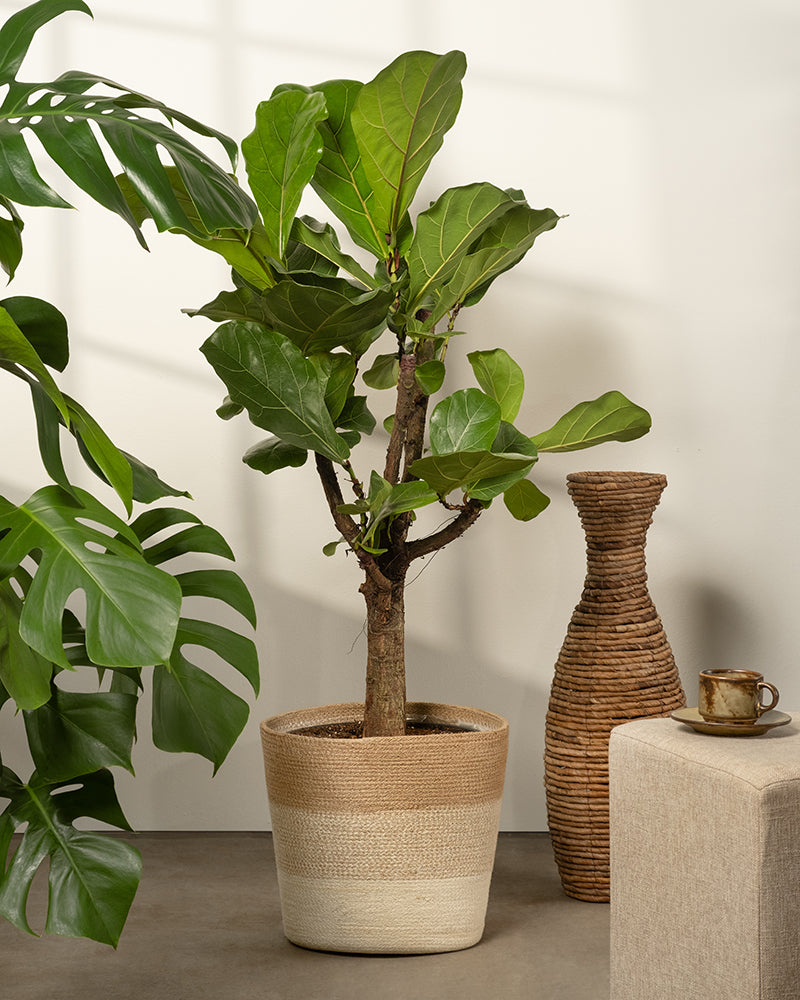 feey-pflanzenkorb-lapis-30-cm-gro-er-bertopf-aus-jute image 4