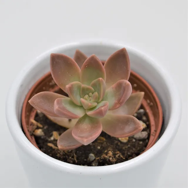 pasiora-graptosedum-california-sunset-sukkulente-6-cm-topf image 1