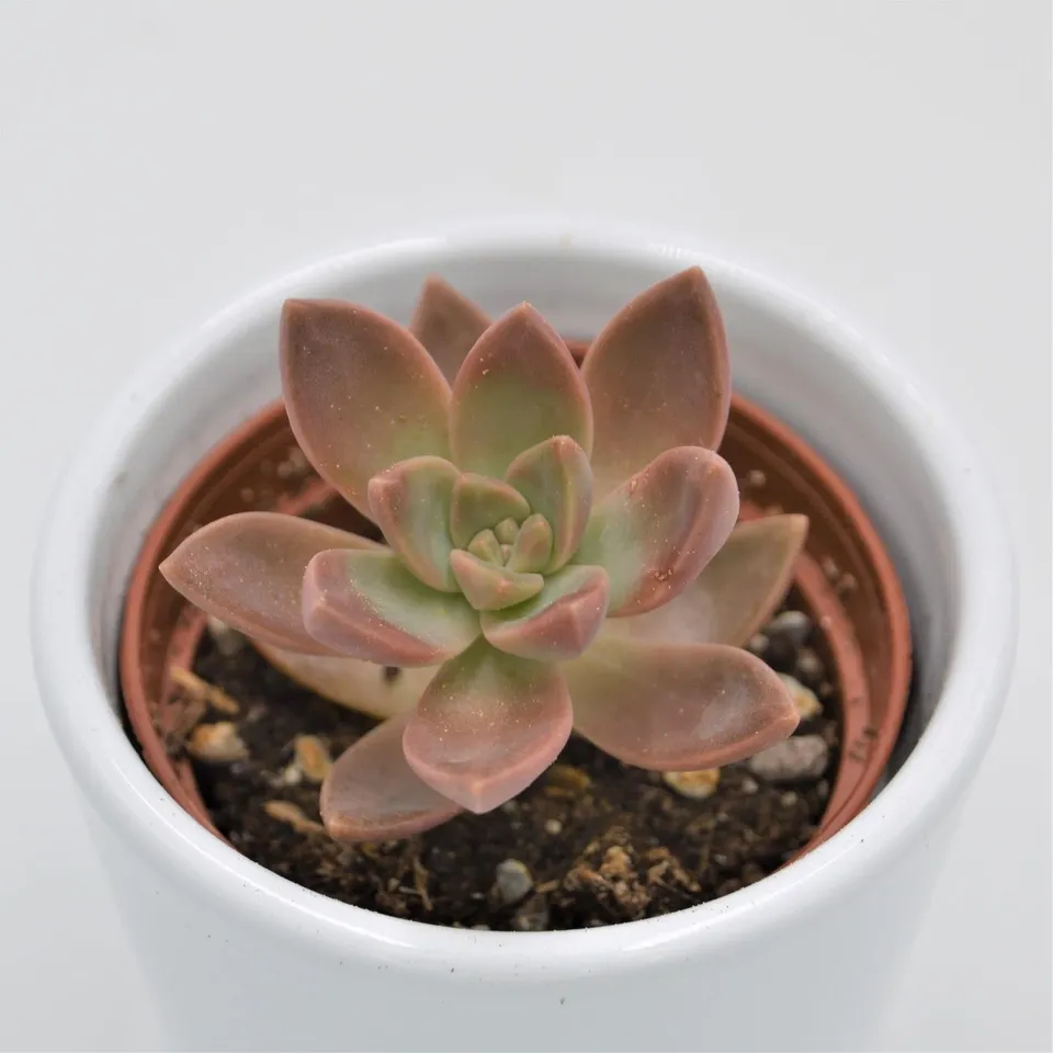 pasiora-graptosedum-california-sunset-sukkulente-6-cm-topf image 1