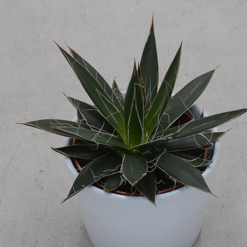 pasiora-agave-filifera-faden-agave-sukkulente-10-5-cm-topf image 1