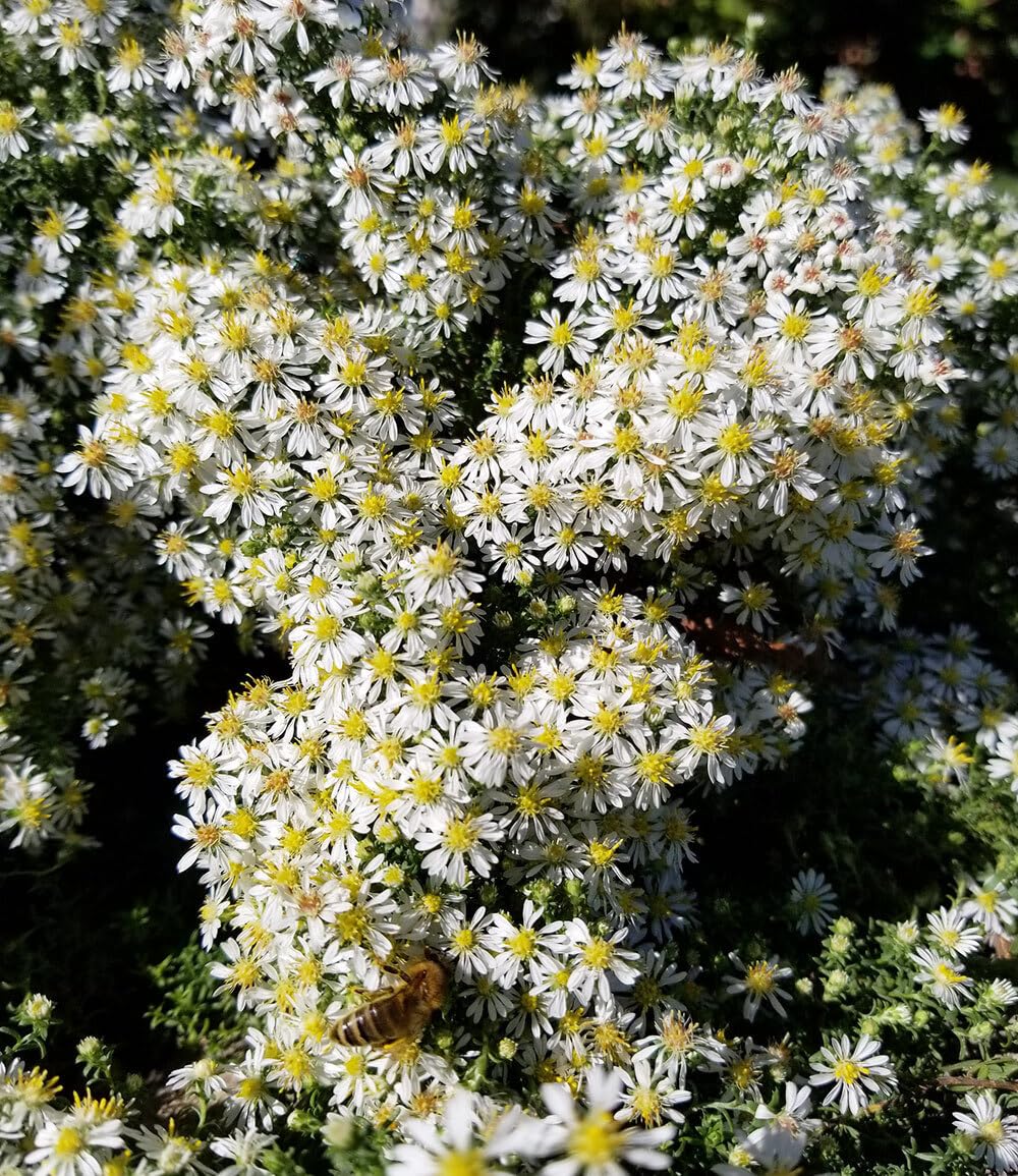 baldur-garten-winterharter-bodendecker-steinaster-snowflurry-im-9x9-cm-topf image 4
