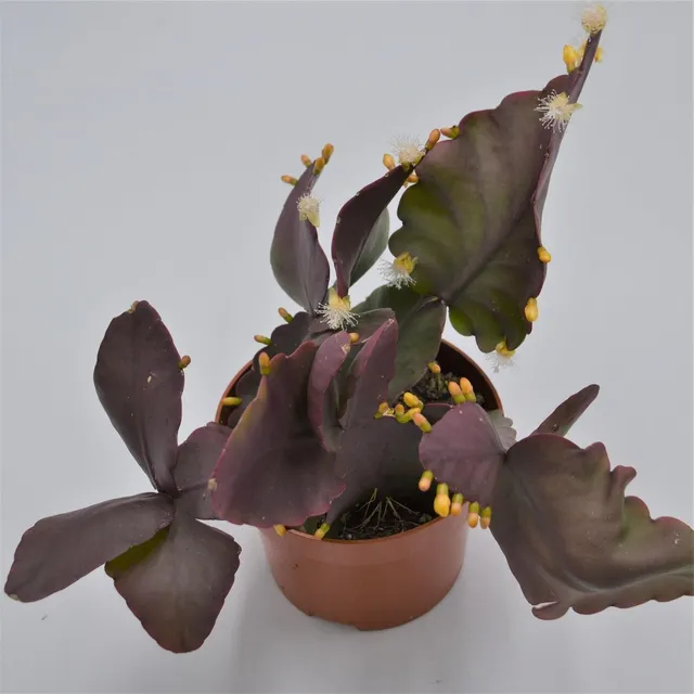 pasiora-rhipsalis-pachyptera-korallenkaktus-12cm-topf image 1