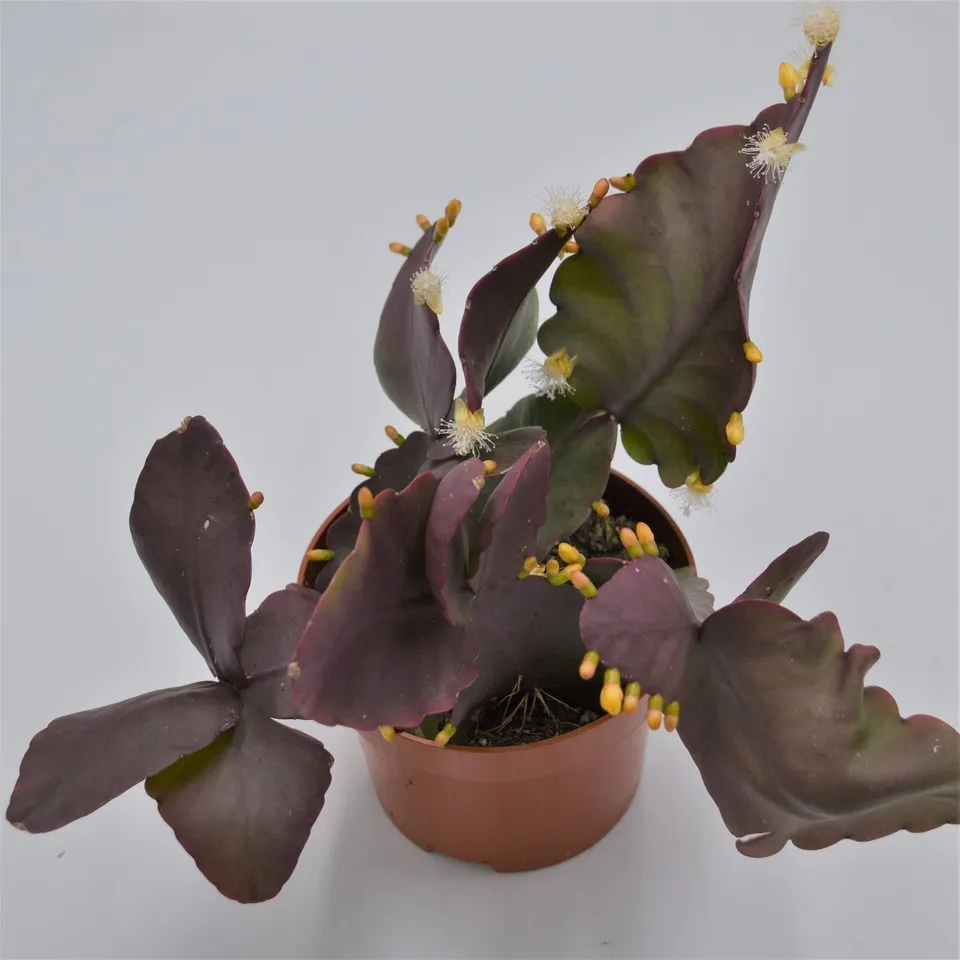pasiora-rhipsalis-pachyptera-korallenkaktus-12cm-topf image 1