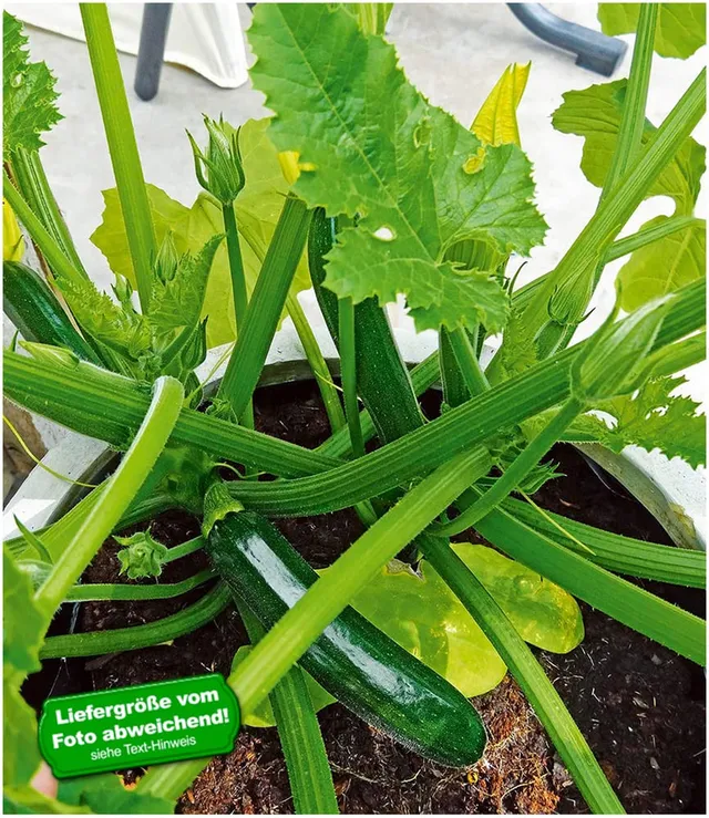 baldur-garten-topf-zucchini-easy-pick-green-f1-2-pflanzen-f-r-balkon image 1
