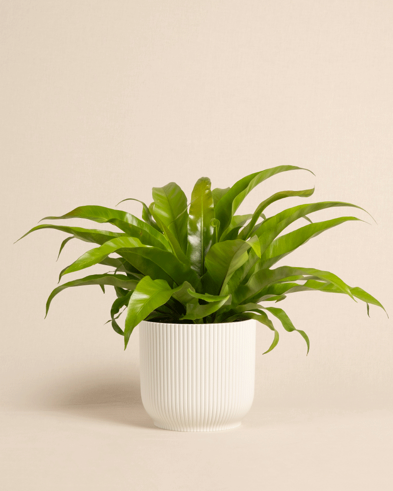 feey-nestfarn-zimmerpflanze-asplenium-nidus-mittel image 8