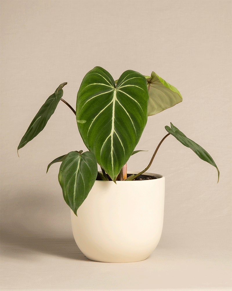 feey-philodendron-gloriosum-zimmerpflanze-mit-samtbl-ttern image 6