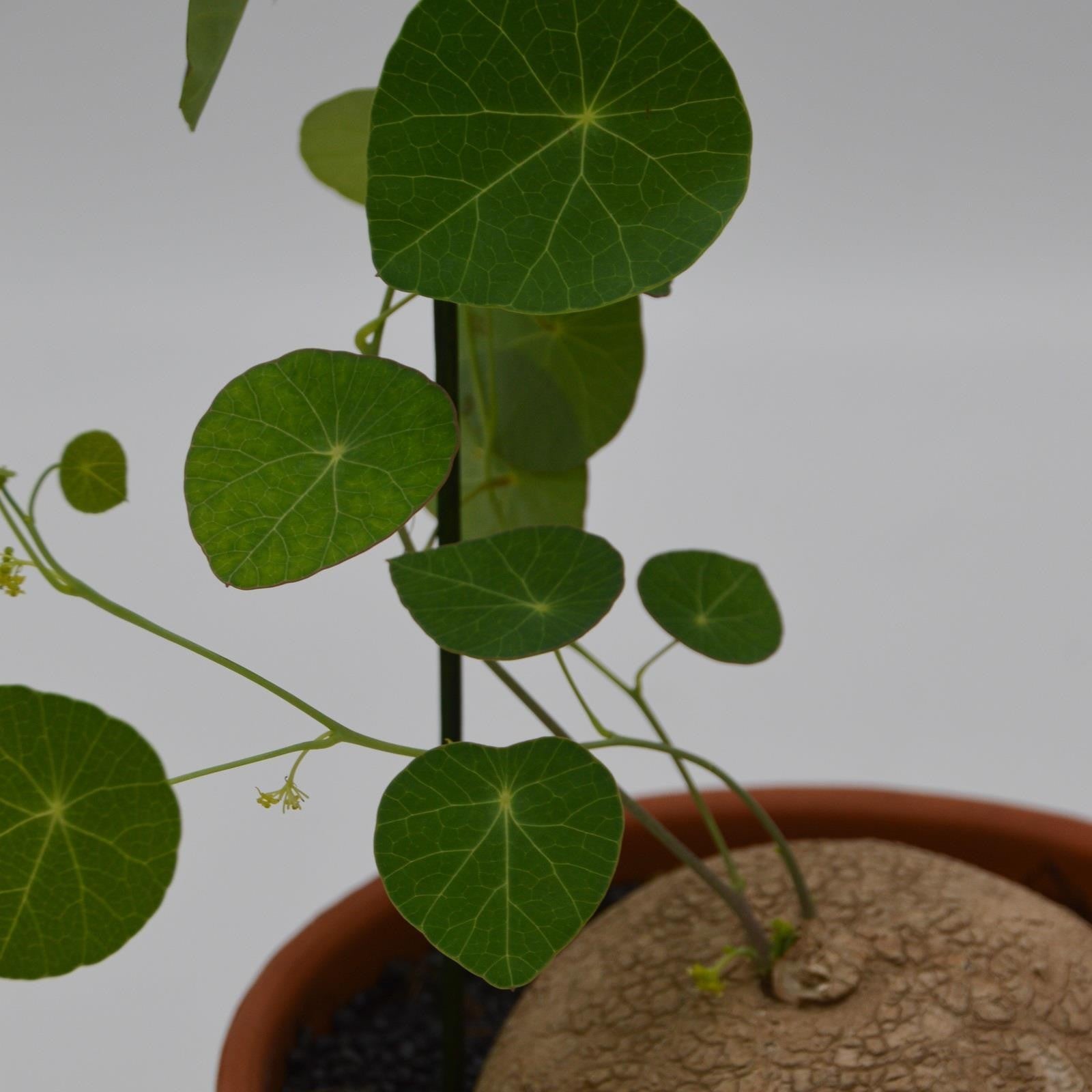 pasiora-stephania-erecta-caudexpflanze-17cm-im-tontopf image 2