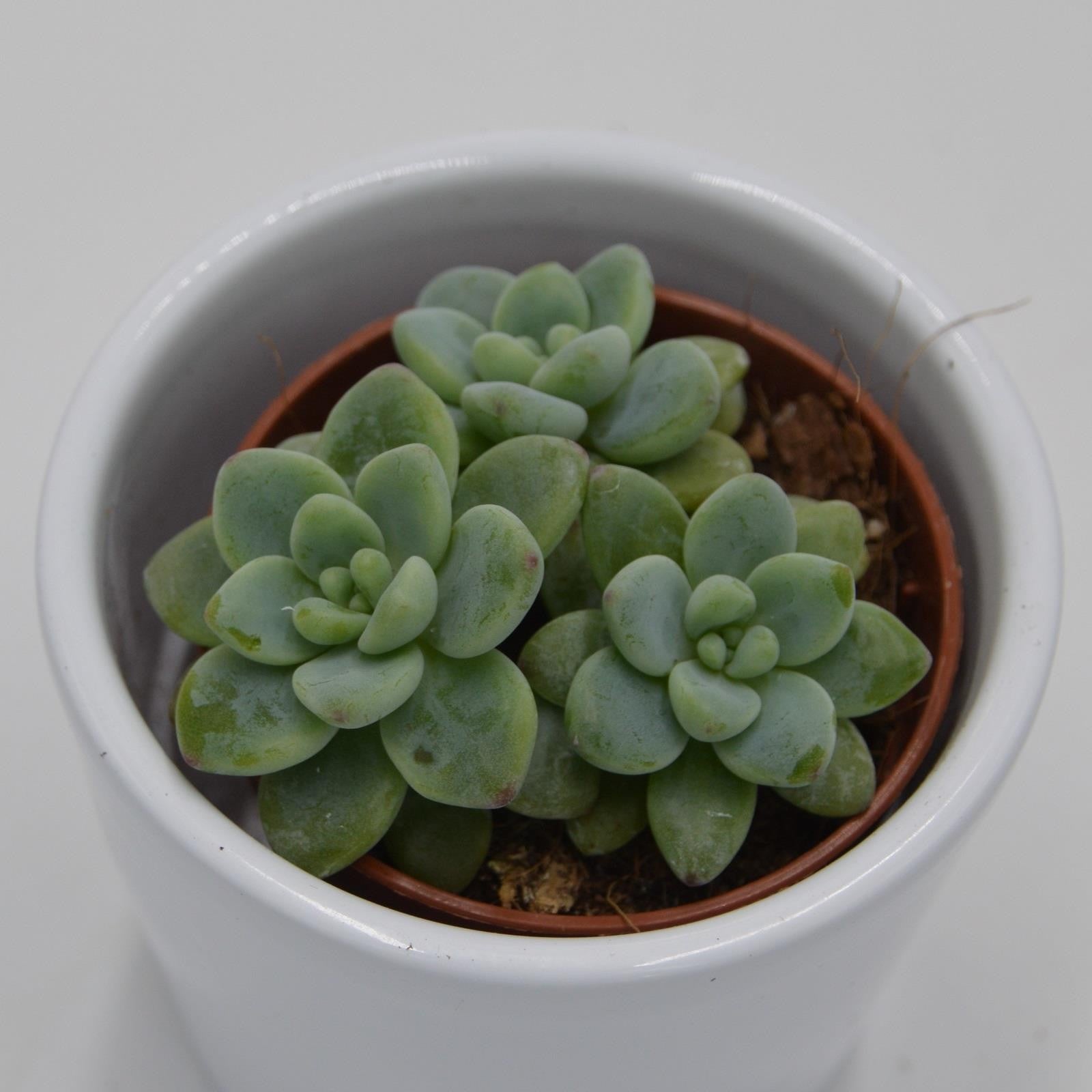 pasiora-sedum-clavatum-sukkulente-5-5-cm-topf image 4