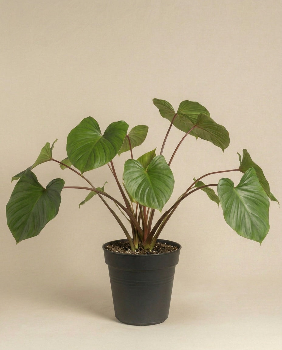 feey-homalomena-maggy-tropische-zimmerpflanze-f-r-halbschatten image 3