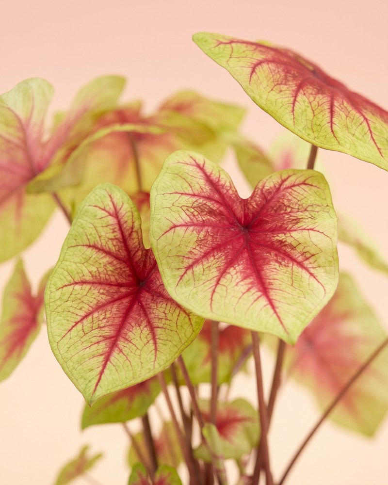feey-caladium-lemon-blush-gro-e-zimmerpflanze-bunt image 4