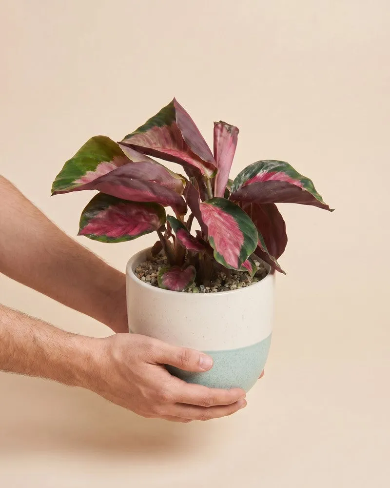 feey-calathea-rosy-korbmarante image 1