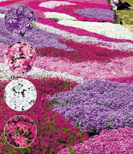 baldur-garten-8er-bodendecker-phlox-mix-flowers-of-the-sea-9x9-cm-topf image 6