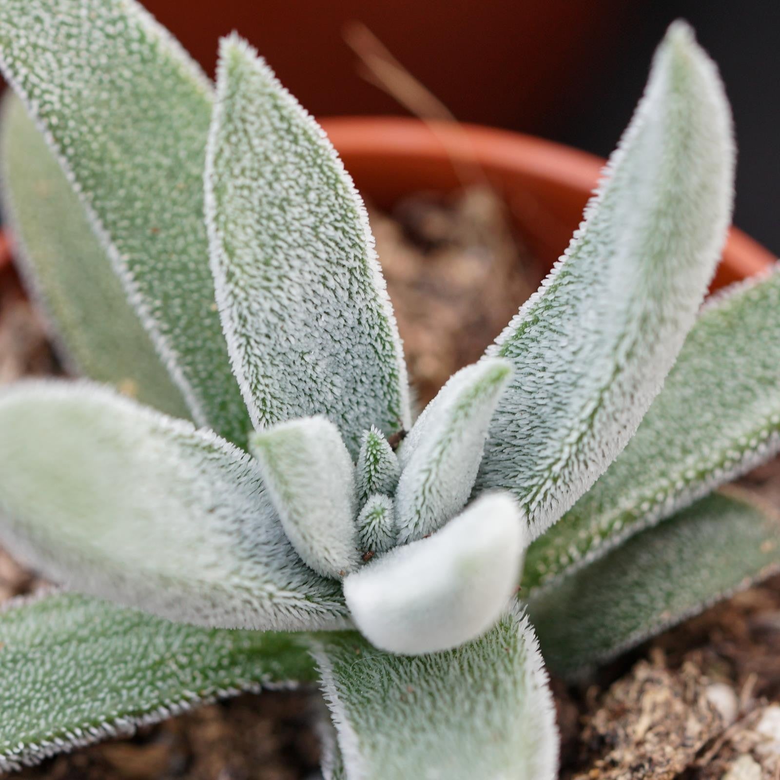 pasiora-crassula-mesembryanthemoides-tenelli-6cm-topf image 4