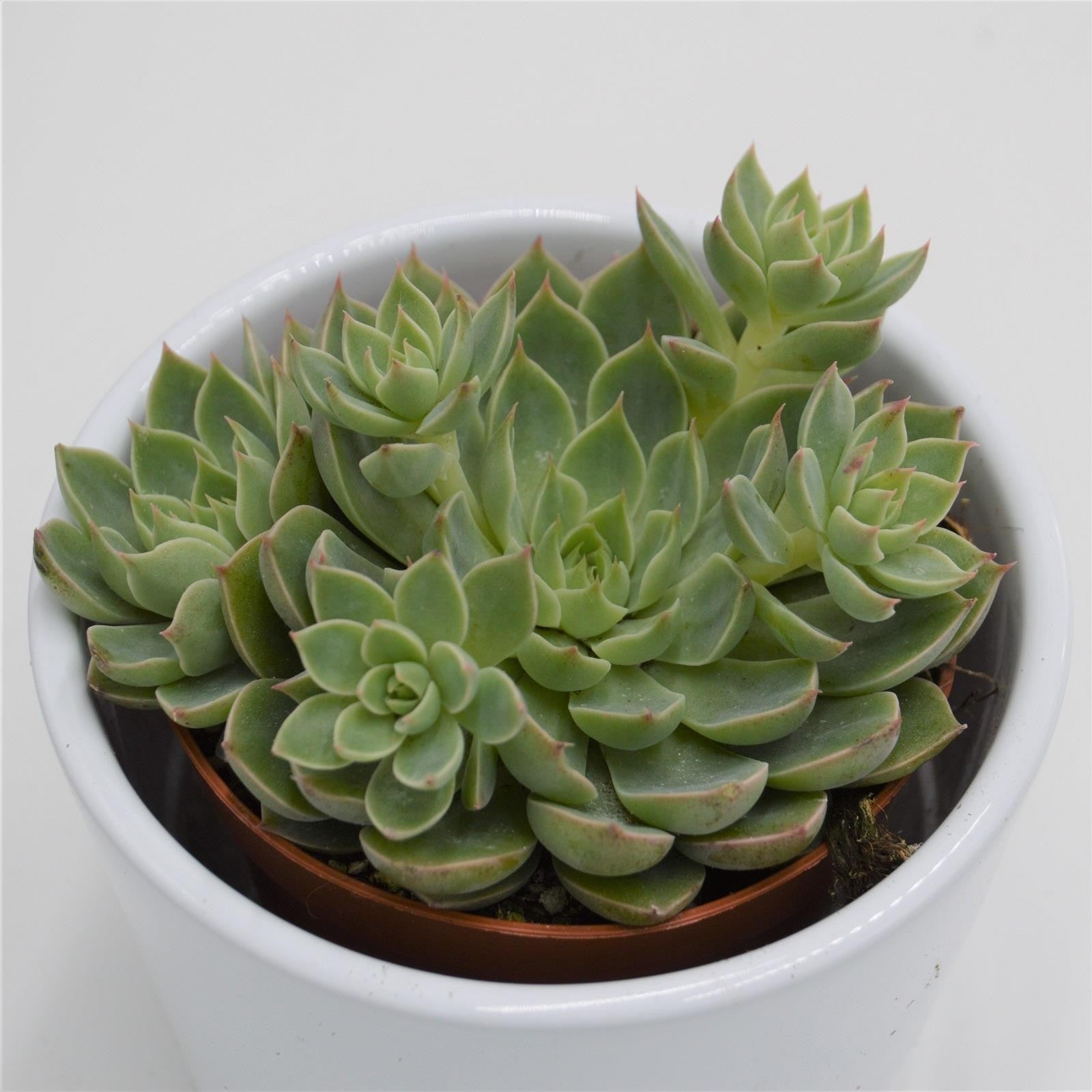 pasiora-graptopetalum-altair-sukkulente-im-8-5cm-topf image 1