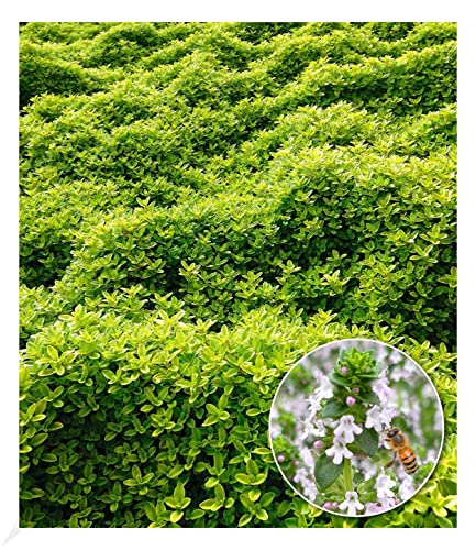 baldur-garten-zitronenthymian-3x-bodendecker-im-9x9-cm-topf image 8