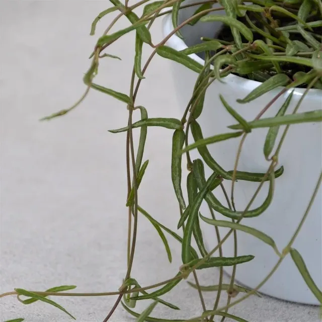 pasiora-ceropegia-linearis-ssp-debilis-rankpflanze-8-cm-topf image 1