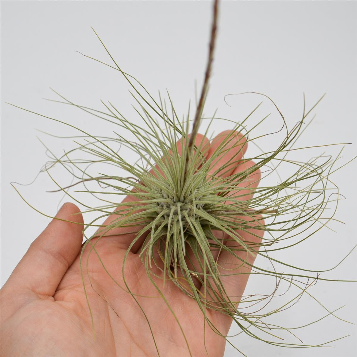 pasiora-tillandsia-argentea-luftpflanze-bromelie image 1