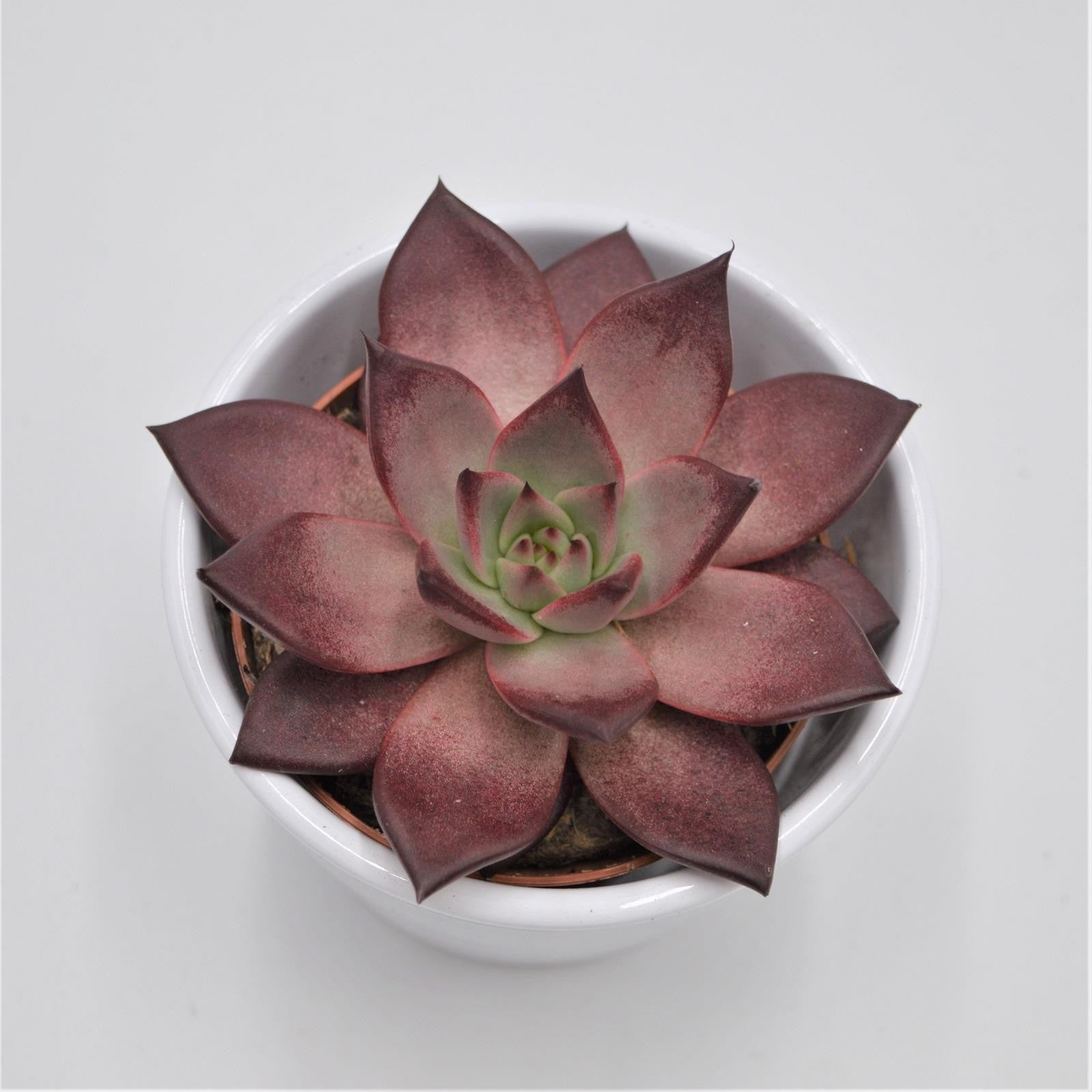 pasiora-echeveria-agavoides-romeo-rubin-sukkulente-8-5cm-topf image 1