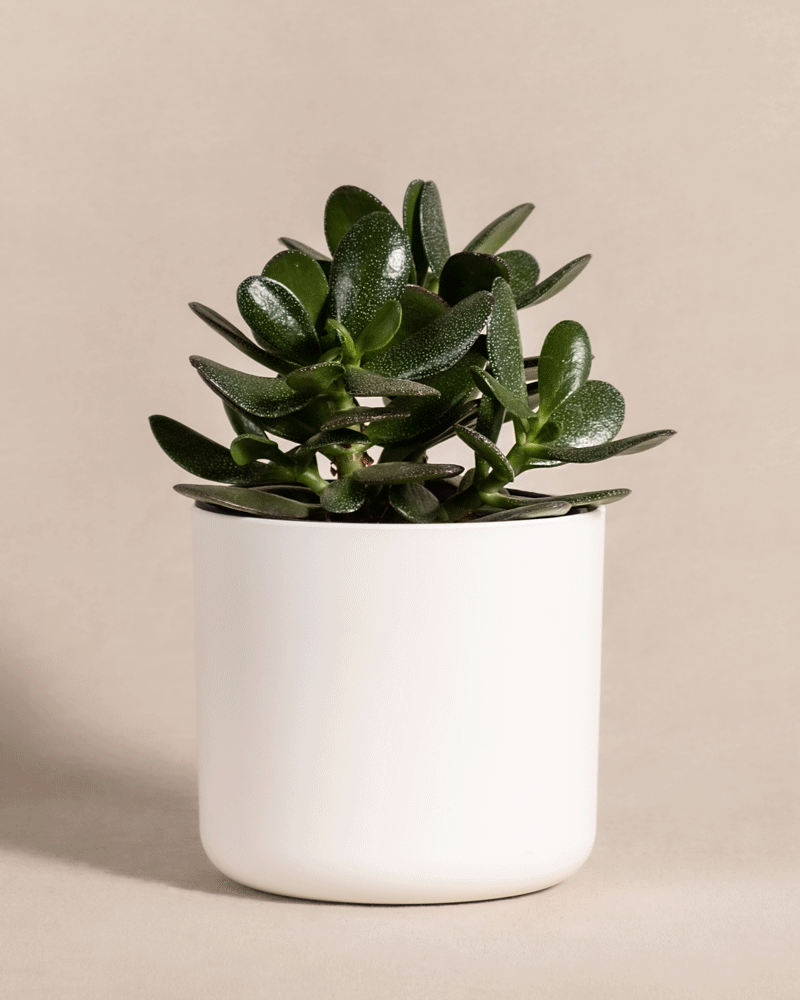 feey-geldbaum-crassula-ovata-pfennigbaum-gl-cksbaum-klein image 7