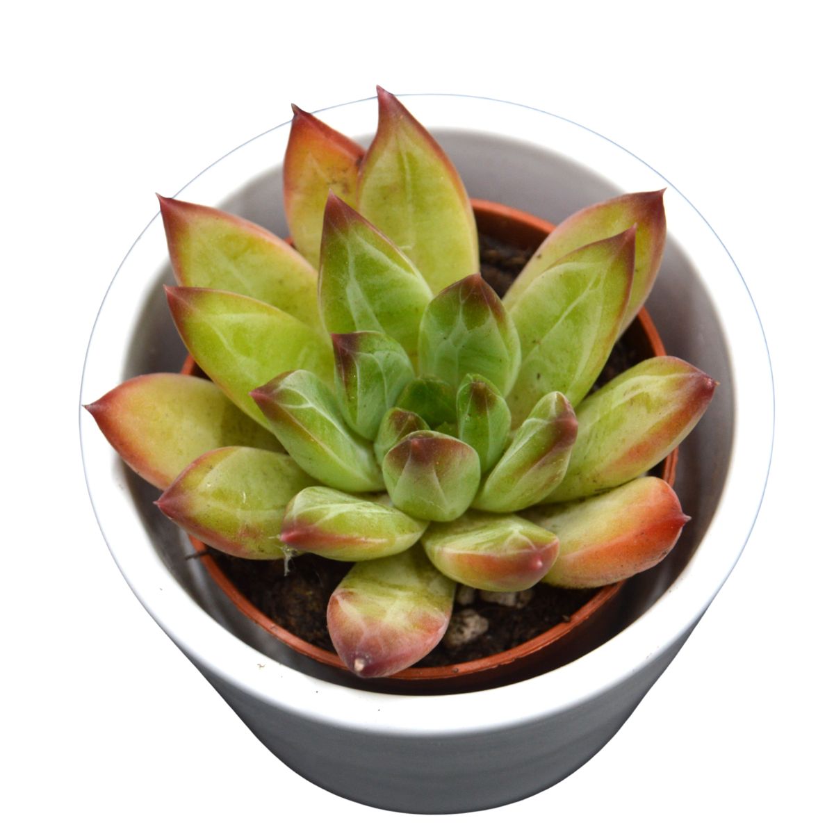pasiora-pachyphytum-hookeri-rubra-sukkulente-5-5cm-topf image 4