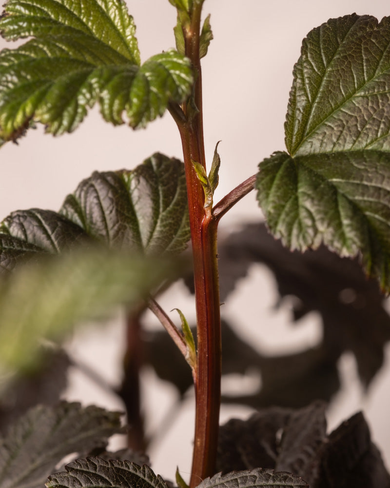 feey-physocarpus-opulifolius-blasenspiere-au-enpflanze image 8