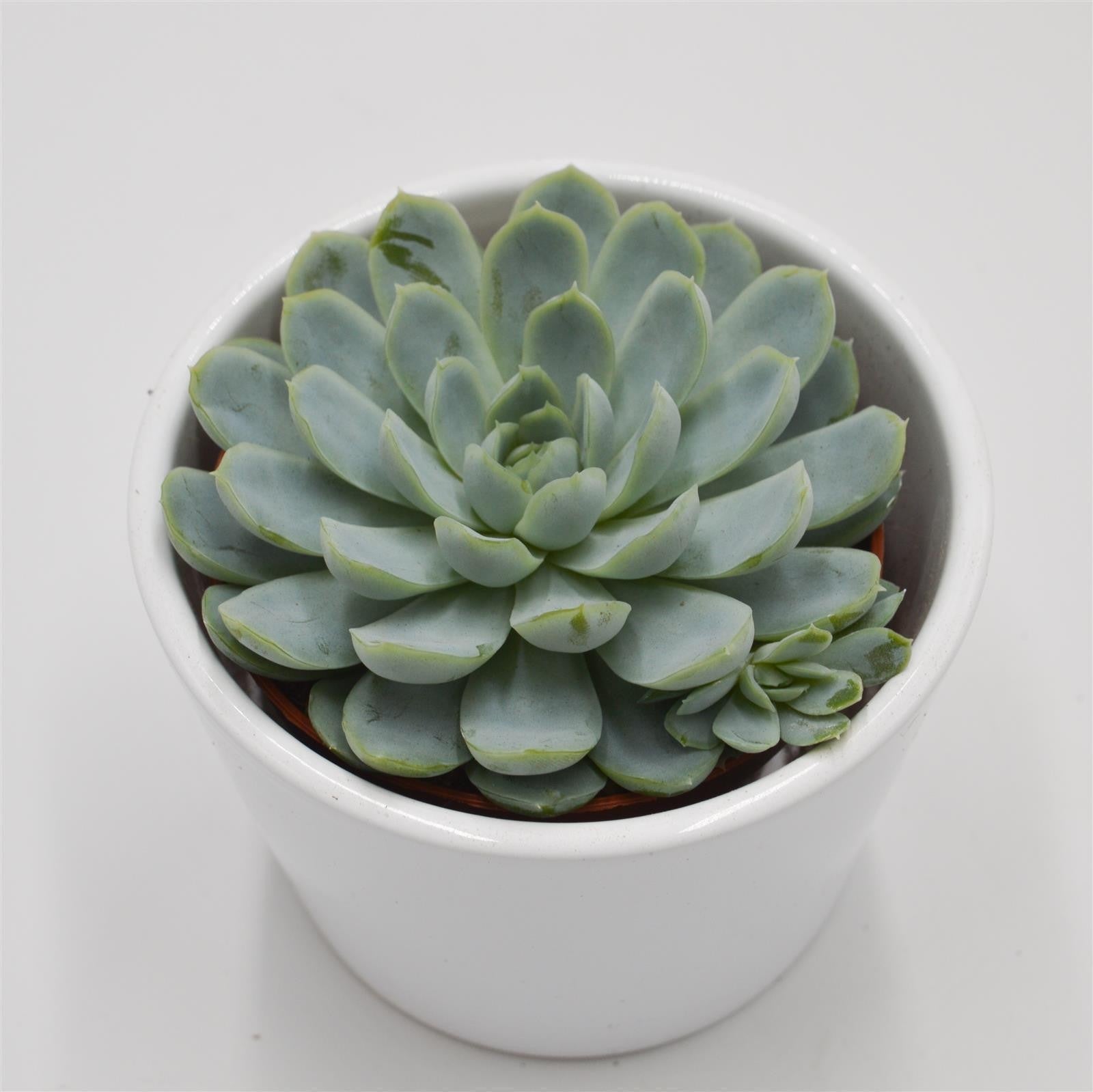 pasiora-echeveria-elegans-sukkulente-8-5cm image 2