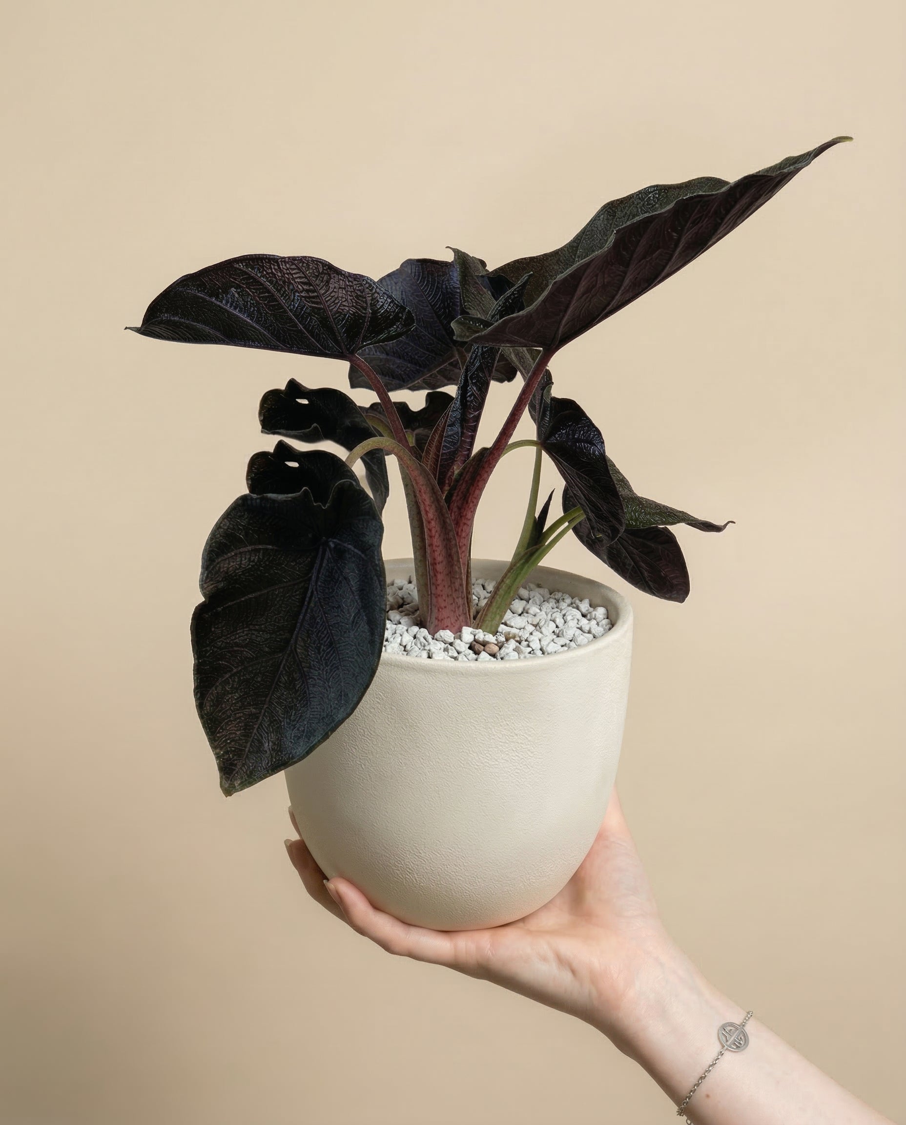 feey-alocasia-antoro-velvet-zimmerpflanze image 1