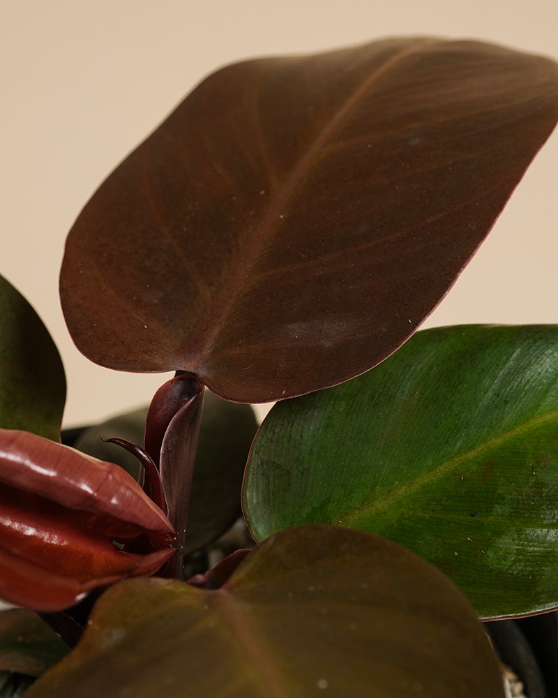 feey-philodendron-red-sun-zimmerpflanze-mit-rotem-austrieb image 7