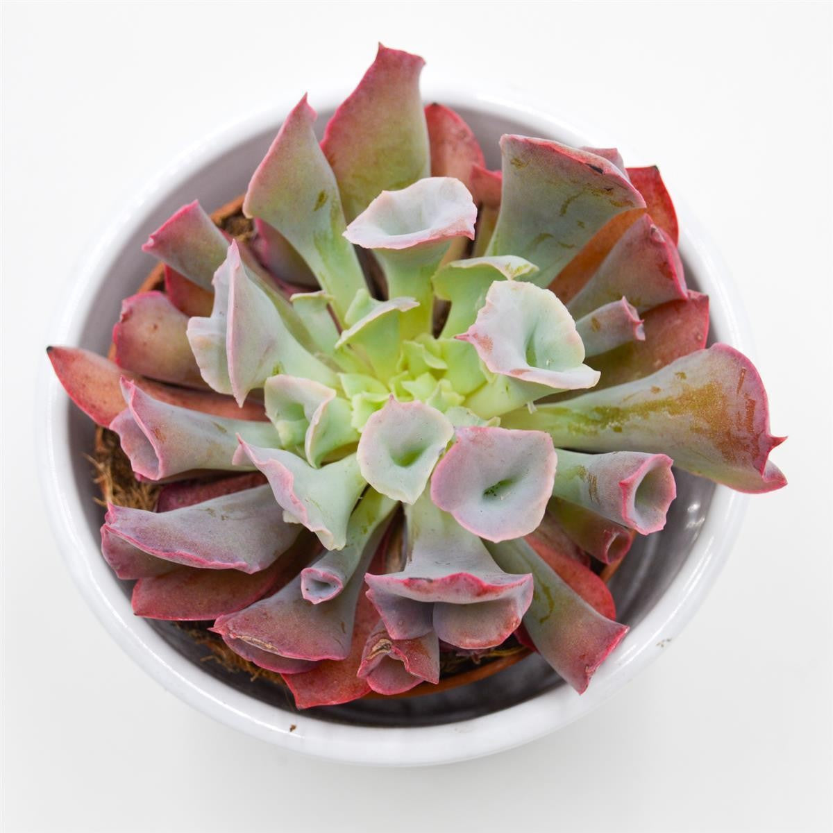 pasiora-echeveria-trumpet-pinky-short-sukkulente-8-5cm-topf image 2