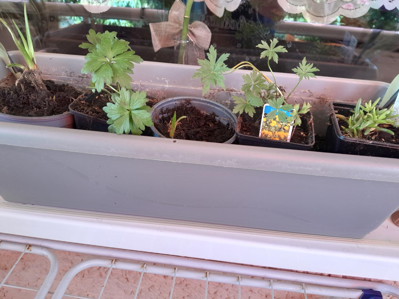 Farbenknaller im Beet