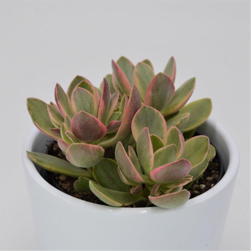 pasiora-crassula-money-maker-variegata-8-5cm-topf image 2