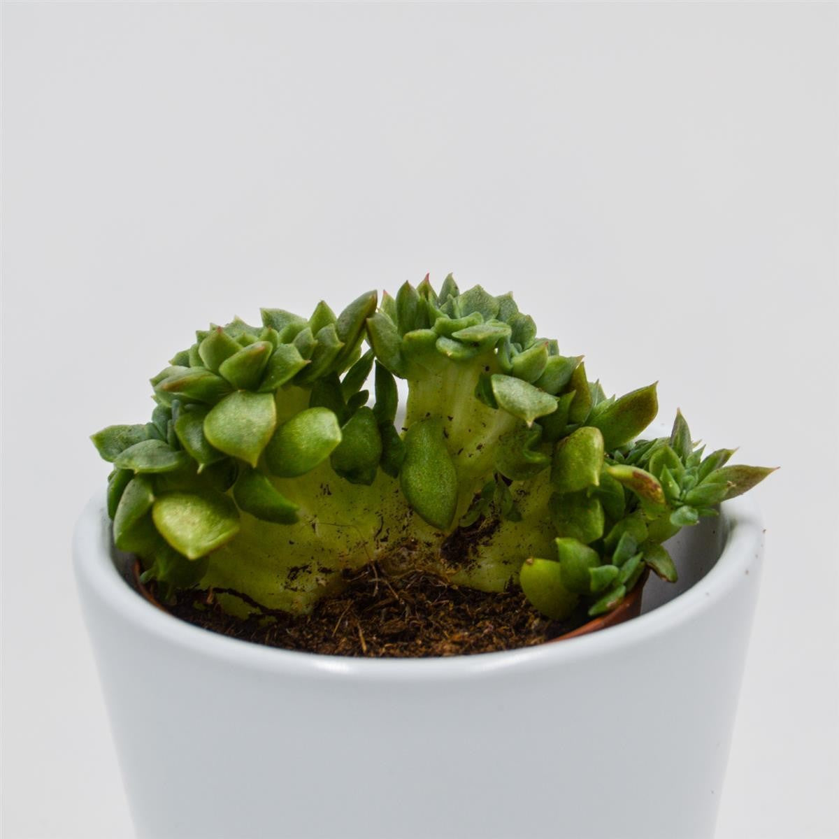 pasiora-echeveria-gilva-cristata-sukkulente-5-5-cm-topf image 2